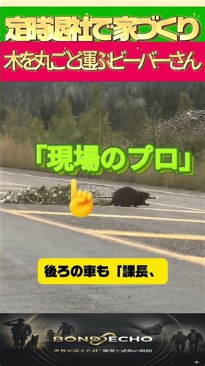 [Workplace Legend] Hardworking Beaver Hauls Huge Tree Across Road… Drivers Patiently Yield