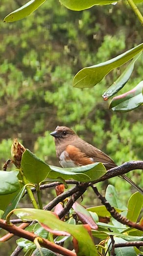 Female Eastern Towhee outside my window 🤎 #backyardbirds #peaceful #relaxingnature | Birdy Photography