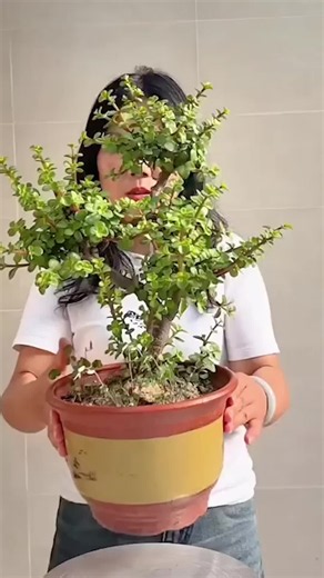 How to Prune and Shape Succulents Like a Pro! #succulentaddict #succulentsgarden #plantsoftiktok #viralvideo #amazingvideo
