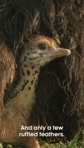 Hyena vs Ostrich Did you know Ostriches are the fastest running birds in the world? Their top speed is clocked at up to 43mph #speed #africa #safari #trave #cloudsafaris #cloudsafari