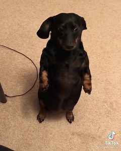 46K views · 1.6K reactions | @rubytheweiner | Dogfight Story | Facebook