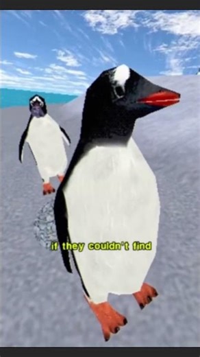 how penguines mate