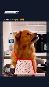 Dogesh bro become a Master Chef…😂 | Meme Sarcasm Comedy