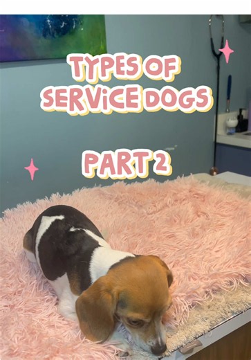Service dogs wear many hats — and we’re back with Part 2 of the amazing jobs these pups do every day 🐕‍🦺💙 🫀 Cardiac alert dogs These clever pups can sense changes in heart rate or blood pressure and alert their handler before symptoms become serious. 🧩 Autism service dogs They help create comfort, safety, and routine by preventing wandering, providing deep pressure therapy, and helping with social situations and transitions. 🧪 Allergen detection dogs With their incredible noses, these dogs