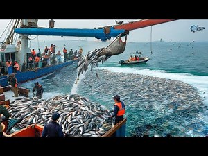 Inside Modern Cod Fishing: How Huge Boats Catch and Process Hundreds of Tons of Giant Cod!