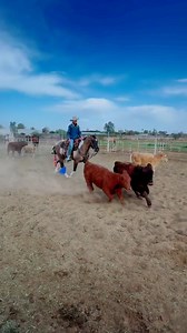 A Vintage Dun It aka Tishomingo APHA Stallion will be standing at stud this breeding season introductory stud fee $1000. #APHAStallion #apha #stallion #horse #horses #horsetraining #horsetrainer | JD muleskinner