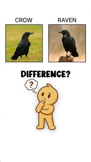 CROW vs RAVEN Learn in 30s ⏳