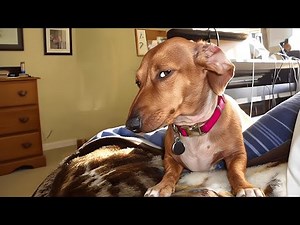 Bombastic side eye dog | high resolution 4k quality meme