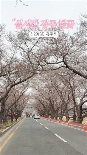 🌸경주 벚꽃 실시간 3.29🌸 #경주여행 #흥무로 #김유신장군묘 #대릉원 #카페어제 #보문단지 #경주벚꽃 #경주 #gyeongju #gyeongjutravel #대릉원돌담길