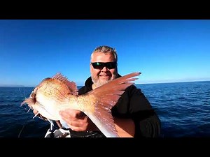 Snapper myth vs. Snapper reality. How to know when snapper feed exactly [2022]