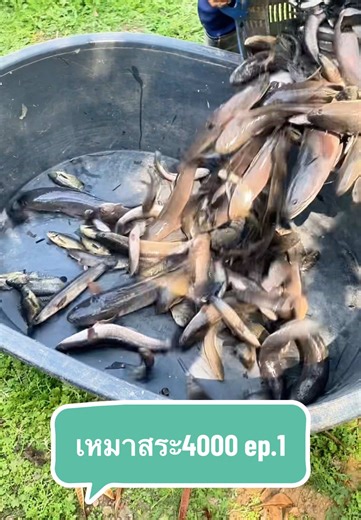 เหมาเพื่อล่าปลาสี่พัน: ประสบการณ์การตกปลา