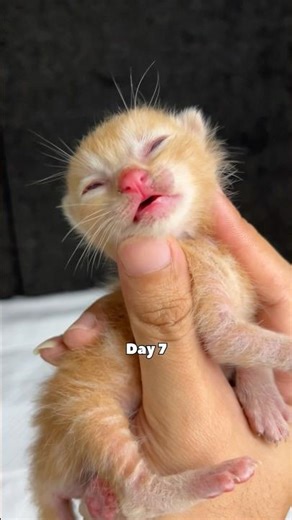 60 day kitten timelapse so cute #cat #kitten #timelapse