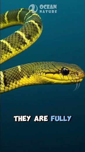 Sea Snake | Venomous Swimmer of the Ocean