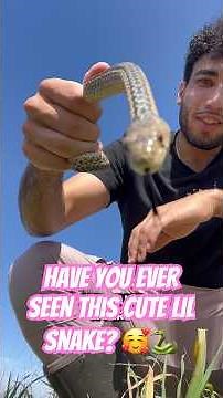 Have you ever seen this cute lil snake? 🥰🐍 #snakewrangler #gophersnake #sandiego