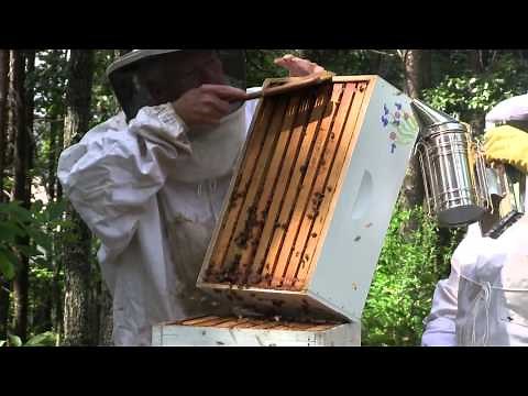 How to Rob a Honey Bee Hive - Hugh Taylor Glenn