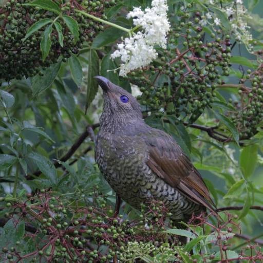 In old European folklore, the elder tree was sacred. People believed the “Elder Mother” spirit lived inside and had to be asked for permission before harvesting. Elder wasn’t just medicine—it was mystery and magic too. ✨ Discover more herbal history wisdom in our blog library at LittlePrairieHerbs.com. 🌿 Curious which herbs fit your health needs? Book a consult or compatibility check. 💬 Have you ever made elderberry syrup or elderflower tea? Comment your favorite! #ElderberryLore #HerbalHistor