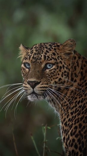 Wild Leopard Up Close — Stunning Footage!
