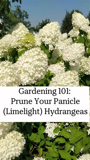 Pruning Your Panicle Hydrangeas for a Beautiful Garden