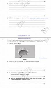 (c) Explain the role of acetylcholinesterase in a synapse.(d)... | Filo