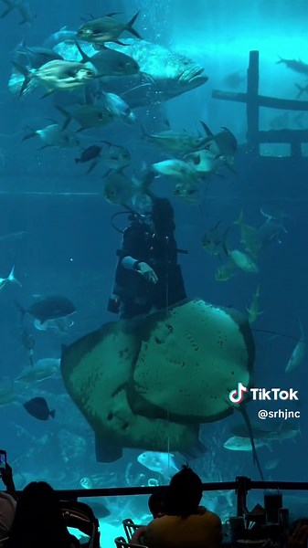 Explore Cebu Ocean Park: A Unique Marine Experience