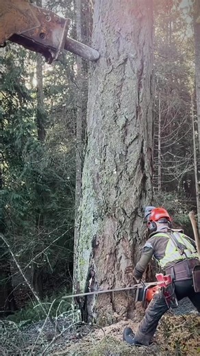 Expert Tree Cutting Techniques with Husqvarna 572