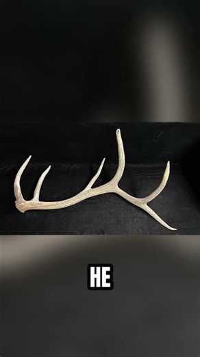 A Bull Elk Strips His Velvet in a Single Day #Shorts