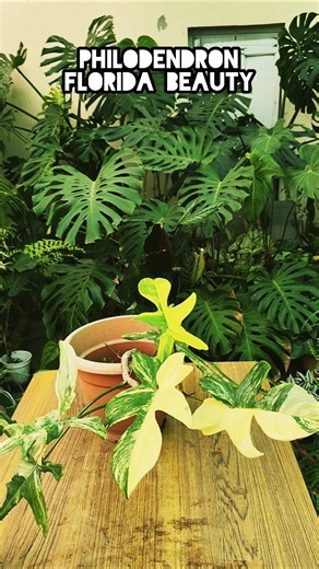 Five Gorgeous Variegated Indoor Plants You Must Have In Your Garden | #plants #gardening #garden