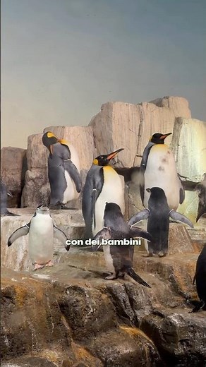 The Madagascar penguins at Central Park