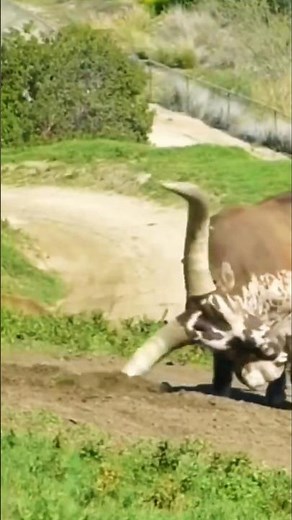Ankole-Watusi — The Cattle With Giant Horns