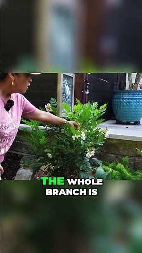 Dwarf Tree Jasmine IS a Pollinator Magnet POWERHOUSE!
