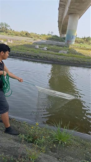 Best cast net fishing Catch native tilapia #fishingmethods #just4u