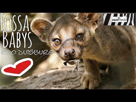 Cute Fossa babys at Duisburg Zoo | zoos.media