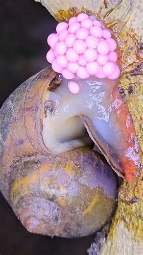Rare Footage of a Snail Laying Eggs on a Tree