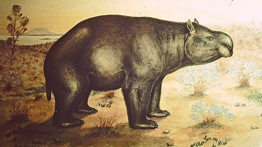 Diprotodon giant wombat fossil discovered in regional NSW, being examined by Australian Museum