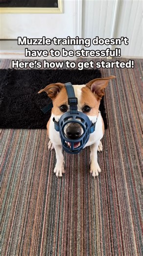 Is your dog muzzle-ready? 🐶 Let’s start a stress-free journey! 👇 Muzzle training doesn’t have to be overwhelming! 🚫 Follow these 3 easy steps to help your dog feel safe and comfortable: 1️⃣ Familiarize: Place the muzzle near areas where your dog spends time. Reward their curiosity! 2️⃣ Incorporate Play: Use games and tricks around the muzzle. 🎾 Make it fun and rewarding! 3️⃣ Treat Exploration: Scatter treats around the muzzle and let your dog investigate at their own pace. 🐾 Training takes 