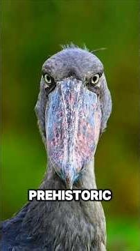 5 Giant Birds That Look Straight Out of Prehistoric Times 🤯 #wildlife