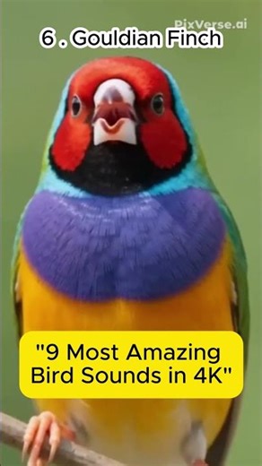 World's Most Colorful Birds & Their Voices | 4K Ultra HD