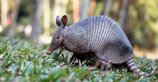 Armadillo in Florida: Most Common Regions   3 Problems They Cause