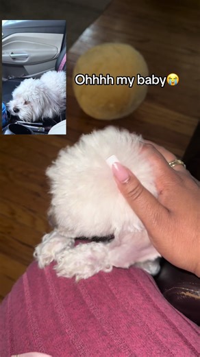 Emotional Moments with Cutest Dogs: Queen Cassou's Journey