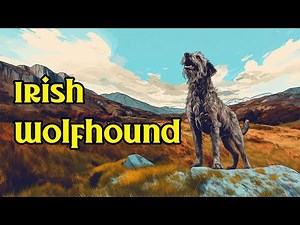 History of Irish Wolfhound