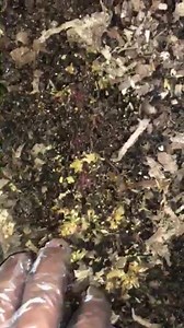 Red wiggler worms at work - producing 100 percent pure organic fertiliser aka worm castings/vermicompost. #redwigglers #vermicompost #organic #fertiliser #squarefootgardening #containergardening #wormcastings | Lush Gardens