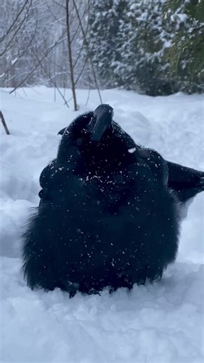 Crows: Nature's Playful Teachers for Tough Times