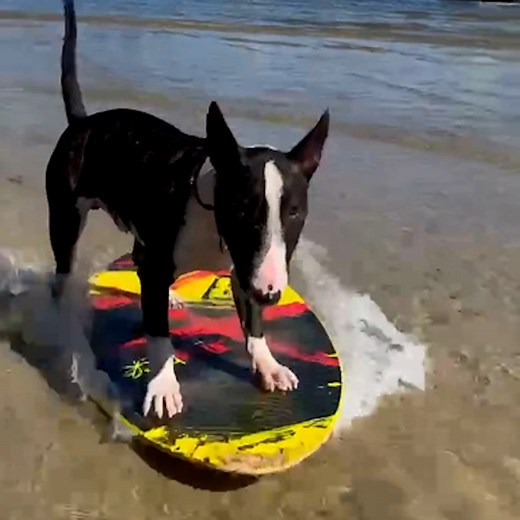 436K views · 149 reactions | This is the most athletic dog you’ll ever see! Check out more trending stories on ITK: https://bit.ly/39pSMAR | In The Know | Facebook