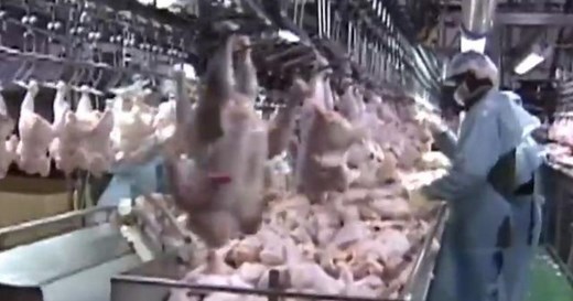 Coronavirus cases spike at poultry processing plants