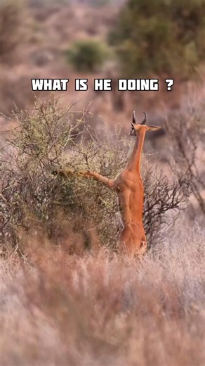 Gerenuk: The Antelope That Eats Like a Giraffe 🦌 #facts #shorts