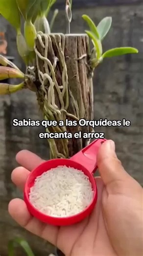 Beneficios del agua de arroz para orquídeas