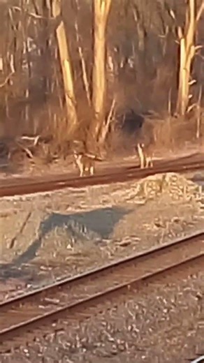 "Oh Deer"!! #marionohio