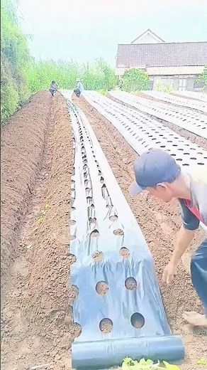 The process of installing perforated plastic for planting vegetables #shorts