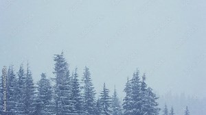 Beautiful fluffy snow on tree branches. Snow falls beautifully from the spruce branches. Winter fairy tale, trees in snow captivity. Snowing winter footage video