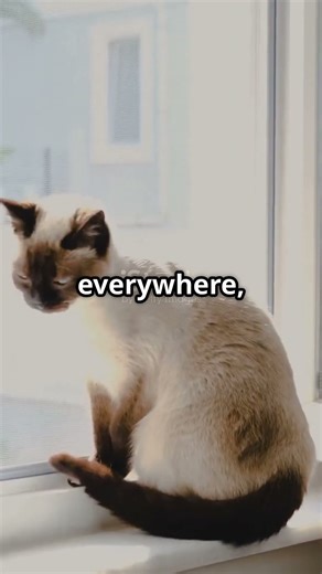 Siamese Cats: The Chatty Companions You Need!#cats #dogs #animals #funnyvideo #cat #animals #cute